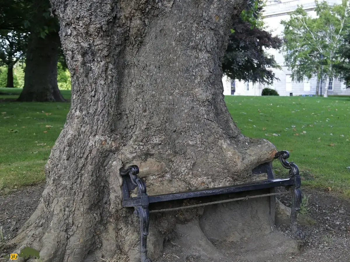 درخت گرسنه؛ درختی ۸۰ ساله با ظاهری ترسناک در ایرلند که یک نیمکت فلزی را به مرور زمان خورد و بلعید درخت گرسنه