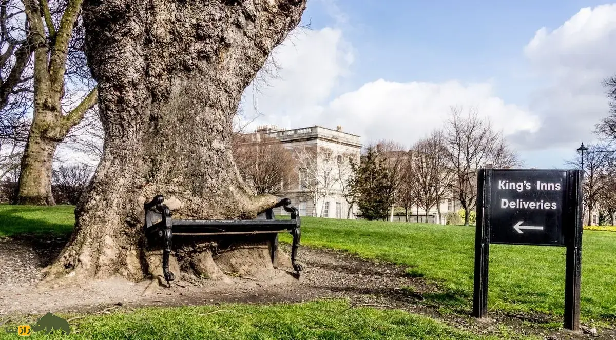 درخت گرسنه؛ درختی ۸۰ ساله با ظاهری ترسناک در ایرلند که یک نیمکت فلزی را به مرور زمان خورد و بلعید درخت گرسنه