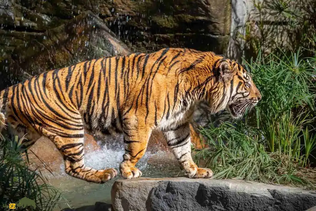 اگر یک شیر ماده و یک ببر نر را به مدت یک ماه در یک قفس نگهداری کنیم چه می‌شود؟