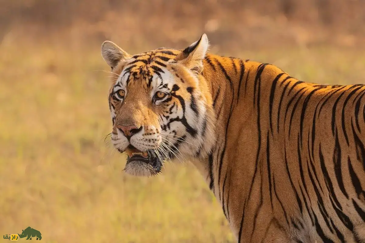 اگر یک شیر ماده و یک ببر نر را به مدت یک ماه در یک قفس نگهداری کنیم چه می‌شود؟