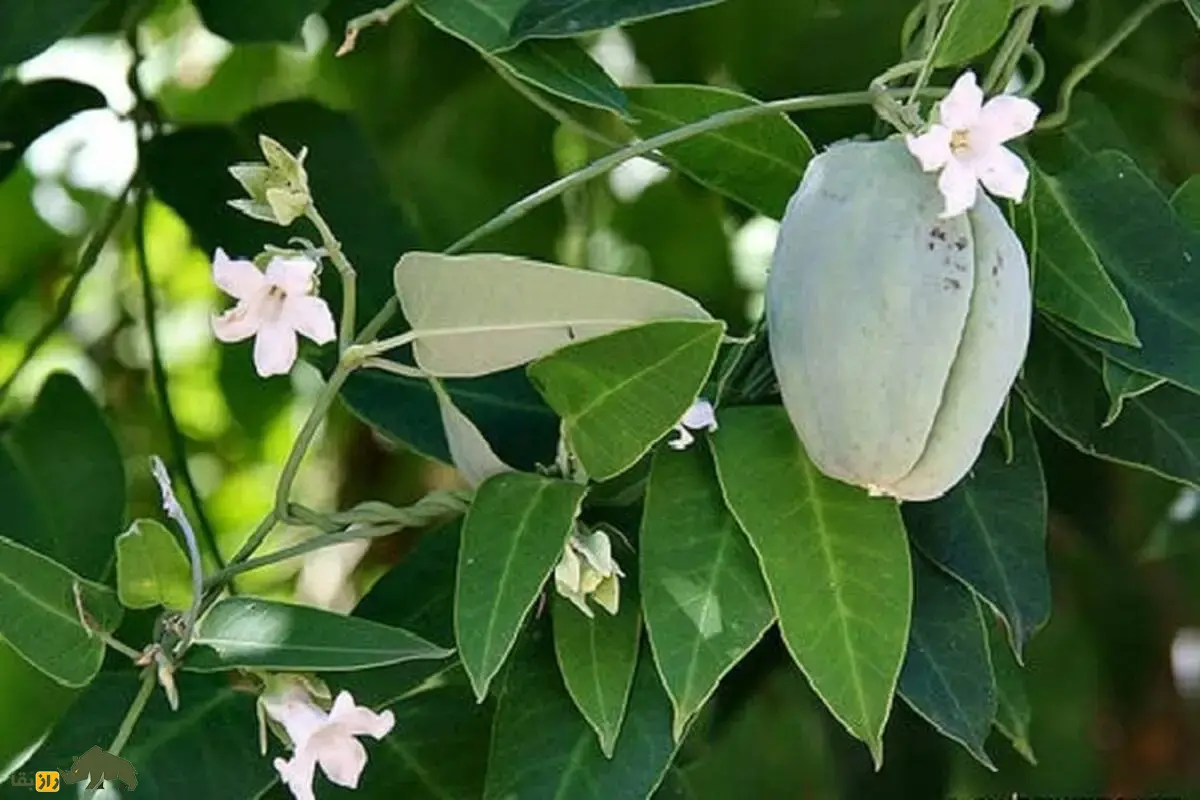 هشدار جدی: علف هرز آروجیا، گیاه مهاجم خطرناک که باغات مرکبات و کیوی شمال ایران را تسخیر کرده و تنوع زیستی را تهدید می‌کند