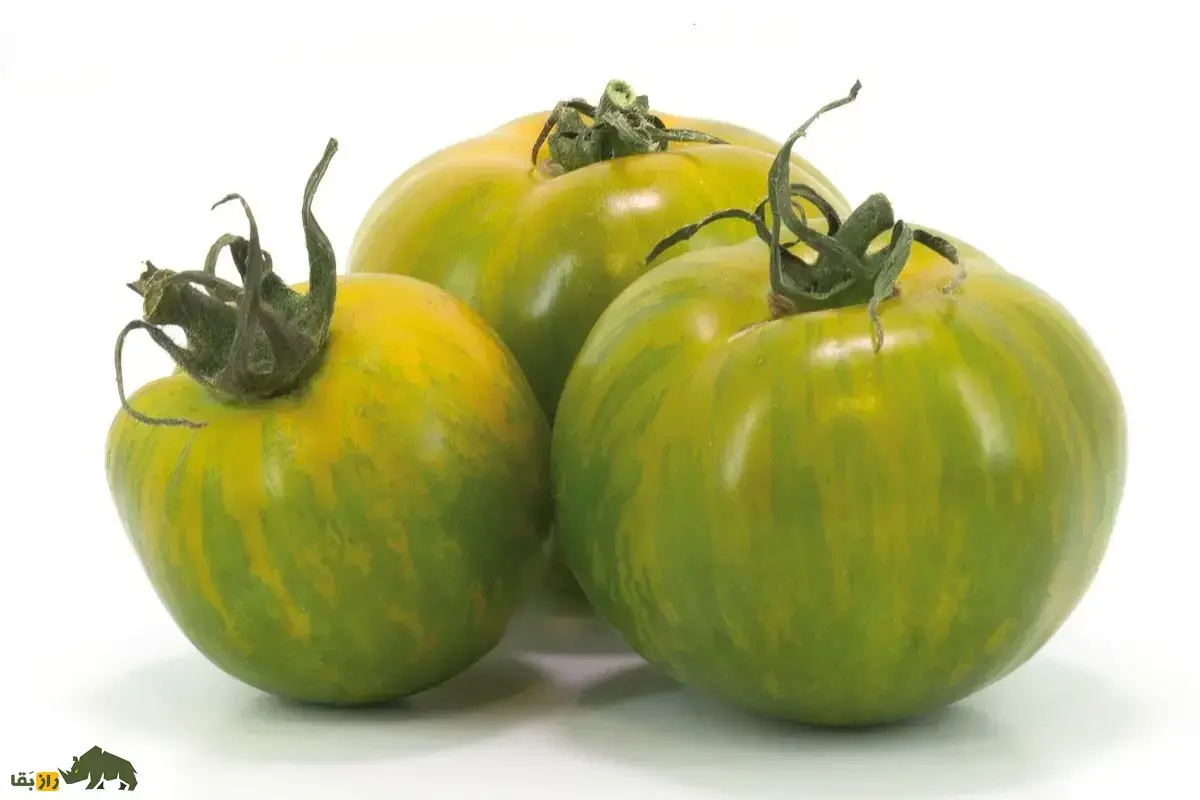 گوجه‌فرنگی زبرا؛ گوجه فرنگی سبز رنگ با خطوط زرد و مزه ترش‌ که در ایران نیز کشت می‌شود و ارزش غذایی بالایی دارد