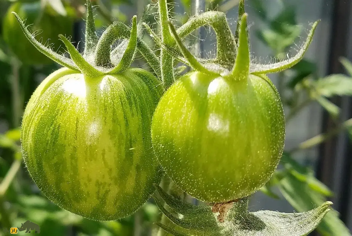 گوجه‌فرنگی زبرا