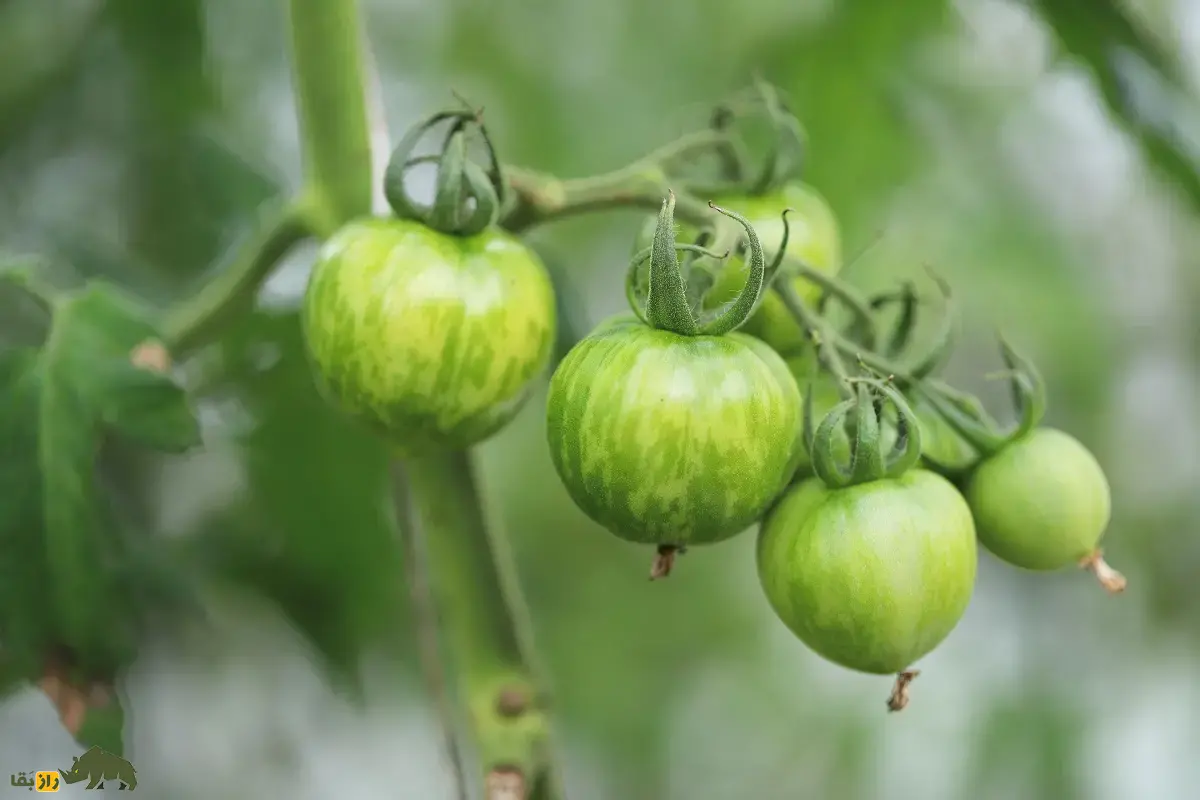 گوجه‌فرنگی زبرا