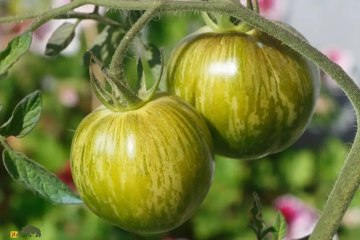 گوجه‌فرنگی زبرا