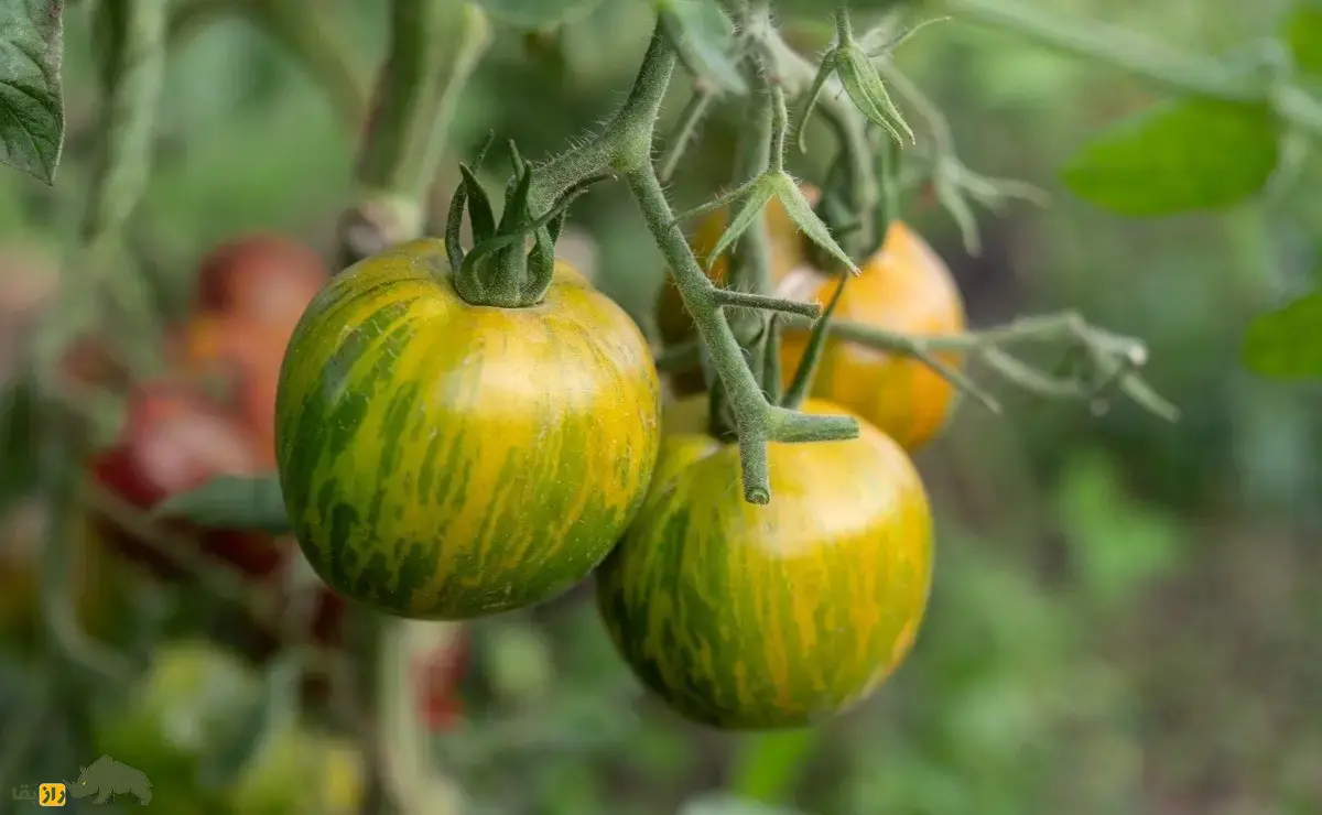 گوجه‌فرنگی زبرا