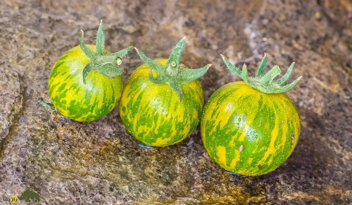 گوجه‌فرنگی زبرا