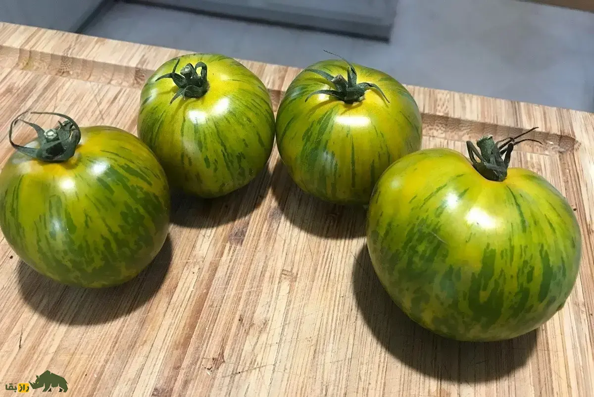 گوجه‌فرنگی زبرا