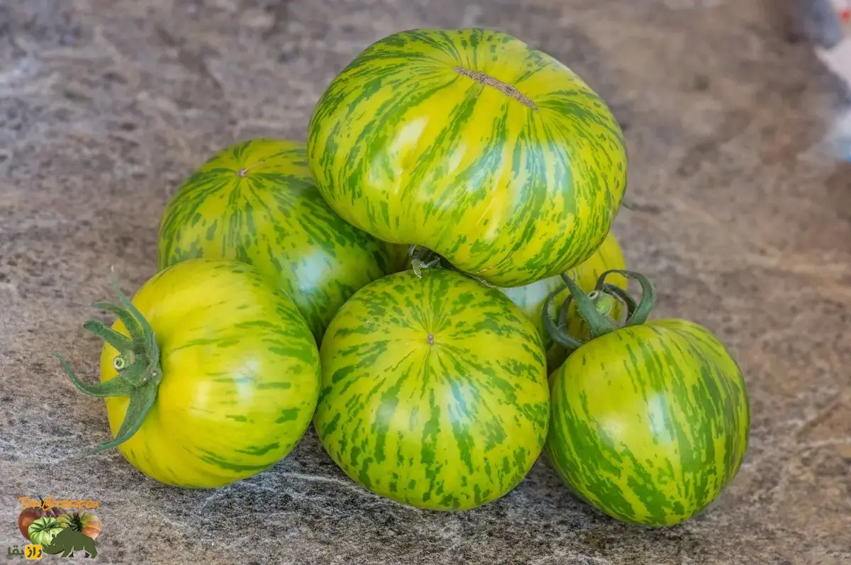 گوجه‌فرنگی زبرا