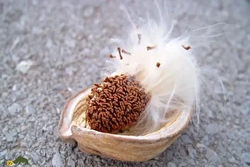 گیاه آروجیا؛ خطرناک‌ترین و زیباترین گیاه مهاجم جهان که به باغات مرکبات و جنگل‌های شمال ایران حمله کرده است