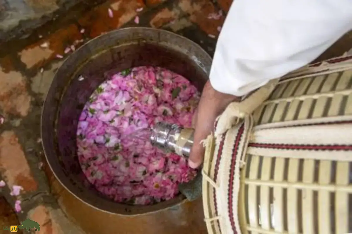 ثبت جهانی رز طائف عربستان: آیا گل محمدی ایران به نام عربستان ثبت شد؟