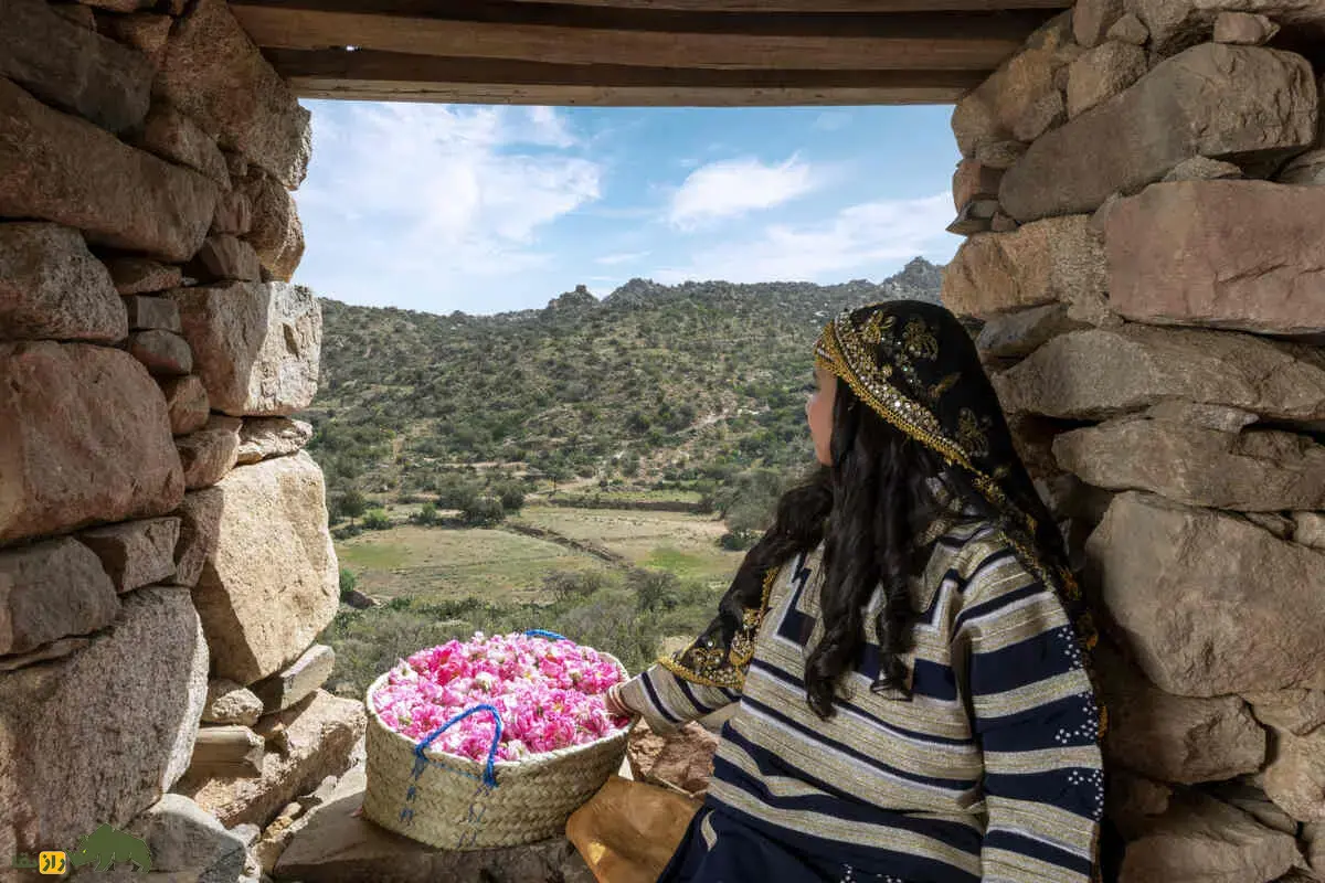 ثبت جهانی رز طائف عربستان: آیا گل محمدی ایران به نام عربستان ثبت شد؟