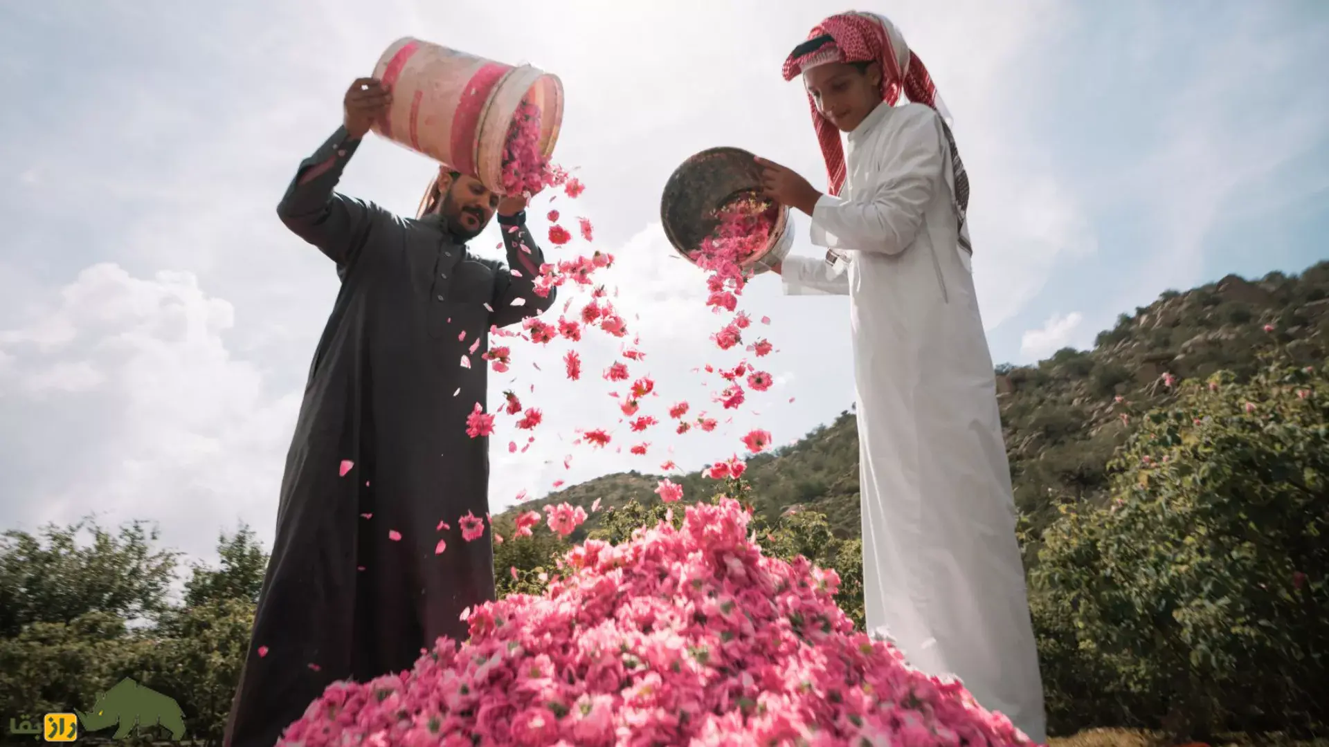 رز طائف عربستان
