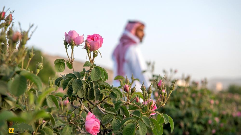 رز طائف عربستان