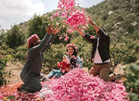 رز طائف؛ گونه‌ای محلی از گل محمدی ایران که عربستان آن را به ثبت جهانی رساند!