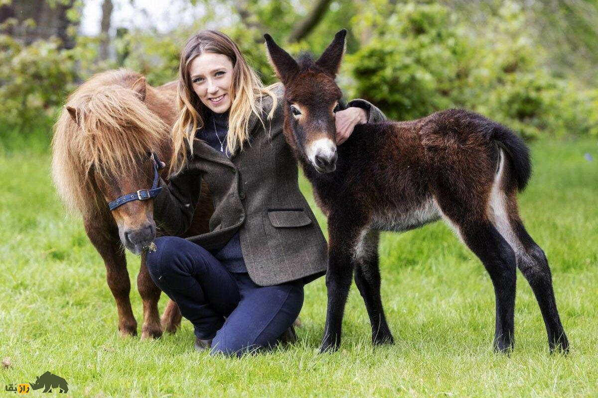 قاطر مینیاتوری؛ کوچکترین قاطر جهان که از جفت‌گیری الاغ نر مینیاتوری و اسب پونی به‌دنیا می‌آید و بسیار وفادار و آرام است