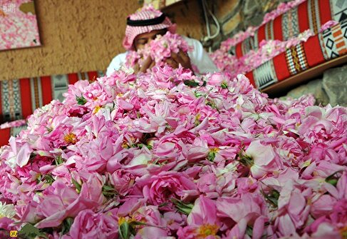 رز طائف و پشت پرده دزدیدن گل محمدی ایران توسط عربستان؛ آیا عربستان گل‌محمدی ایران را به نام خودش ثبت کرده است؟