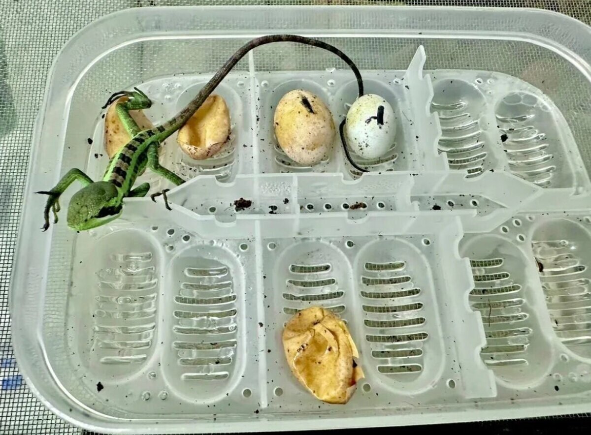 تولد هشت مارمولک ایگوانا بدون وجود ایگوانای نر