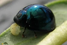 کفشدوزک آبی فولادی؛ حشرهای بدبو و شبیه فلز که با دمای هوا رنگ بدنش تغییر میکند و سلاح شیمیایی دارد