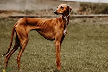 سگ آزاواخ؛ سگ آفریقایی با پاهای بلند و بسیار لاغر که تیزبینترین سگ دنیاست و میتواند با اسب تروبرد مسابقه بدهد