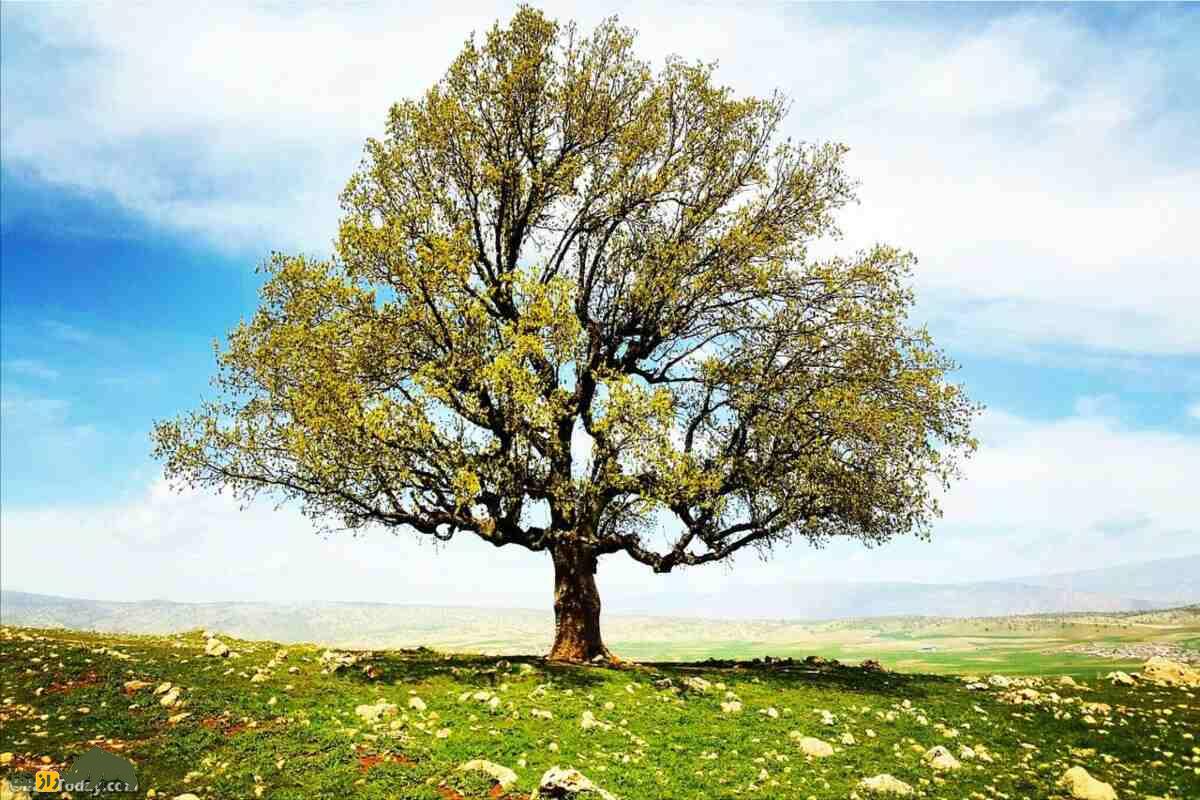 شیره بلوط کردستان؛ سوغاتی کمیاب و مقوی زاگرس با خواص فوقالعاده برای سلامت شیره بلوط کردستان؛ سوغاتی کمیاب و مقوی زاگرس با خواص فوقالعاده برای سلامت