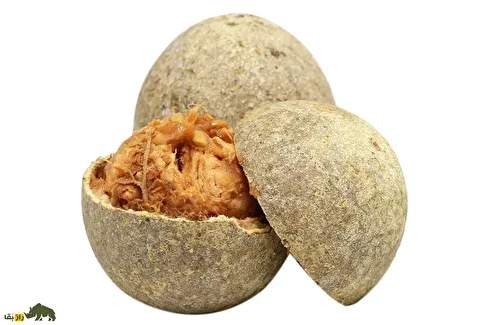 سیب چوبی؛ میوه مقدس و غذای مورد علاقه فیل‌ها که پوستی شبیه سنگ، عطری تند و مغزی مثل یک مربای ترش و شیرین دارد