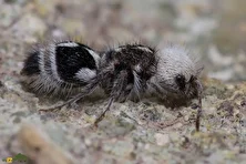 مورچه پاندا؛ زنبور بدون بال شبیه خرس پاندا و معروف به «گاوکُش» که هنگام تهدید جیغ میزند!