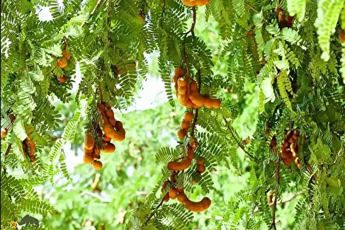 تمر هندی؛ درختی با ترش‌ترین میوه جهان که ۲۰ متر ارتفاع دارد و هرسال ۱۷۵ کیلو میوه می‌دهد و می‌شود آن را در گلدان هم کاشت!