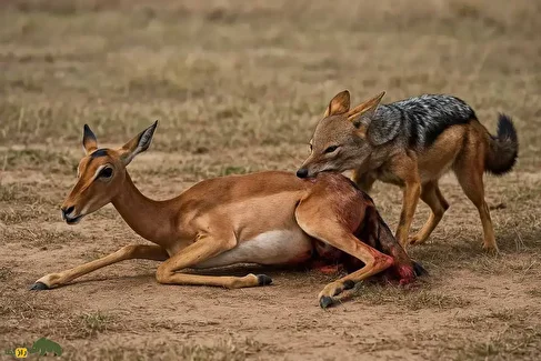 فیلمی عجیب از لحظه هولناک شکار ایمپالای تازه‌ زایمان کرده توسط شغال