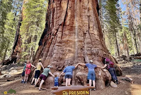 درخت رئیس جمهور؛ درخت ۷۵ متری و دومین غول زنده دنیا که از عصر یخبندان تا امروز وجود دارد و گرفتن عکس تمام قد از آن ۳۲ روز طول کشید!