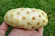 توت هندی یا نونی؛ میوه معروف به «میوه استفراغ» و «میوه قحطی» که بوی پنیر کپک‌زده می‌دهد!