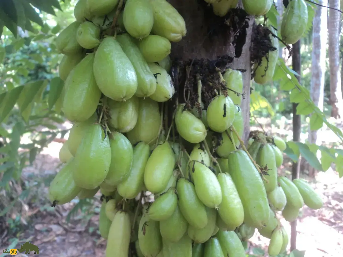 کدو ترشک یا بیلیمبی؛ ترشترین میوه جهان که روی تنه درخت رشد میکند و از آب آن برای تمیز کردن طلا و نقره استفاده میشود کدو ترشک یا بیلیمبی