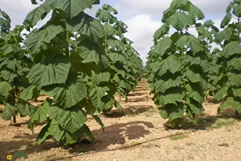 پالونیا؛ درختی خطرناک و سریع‌الرشد که در ایران کاشته می‌شود و هکتاری ۲۲۰ میلیارد تومان سود دارد!