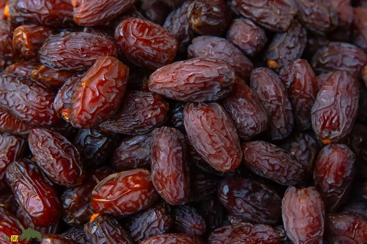 خرمای مجول؛ لوکسترین خرمای دنیا و معروف به «پادشاه خرماها» با ریشه مراکشی که طول هر دانه به ۷ سانتیمتر میرسد خرمای مجول