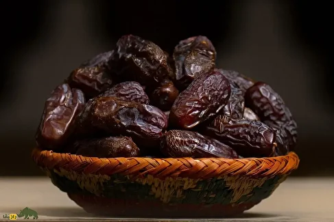 خرمای مجول؛ لوکس‌ترین خرمای دنیا و معروف به «پادشاه خرماها» با ریشه مراکشی که طول هر دانه به ۷ سانتیمتر می‌رسد