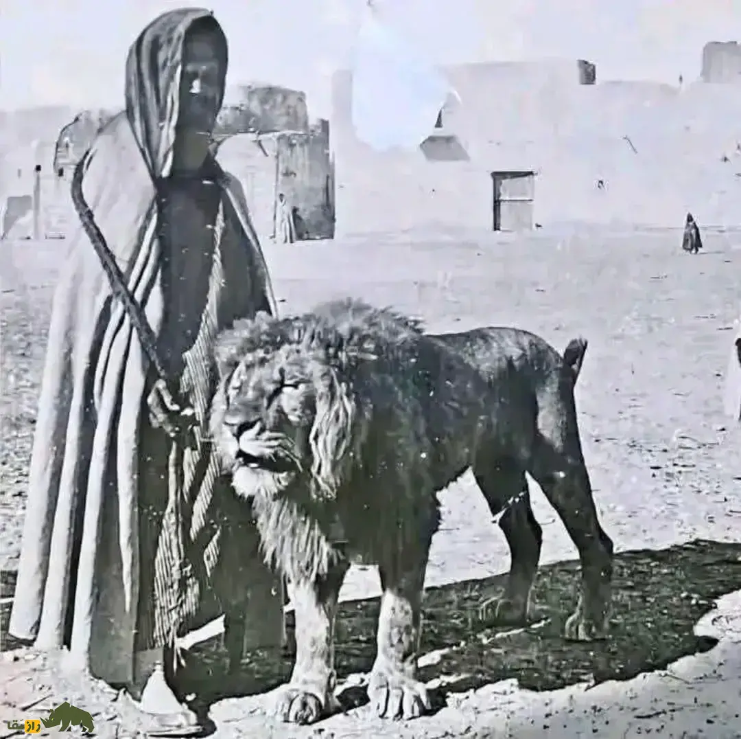 شیر بینالنهرین؛ شیر معروف به «شیر میانرودان» که نماد تمدن بینالنهرین بود و در ایران هم زندگی میکرد شیر بینالنهرین
