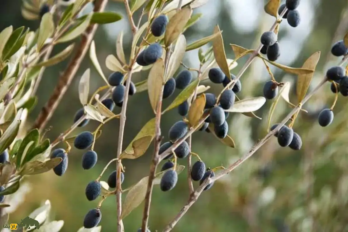 نهال زیتون کنسروالیا؛ با میوههای درشت و روغن بالا که ۵۰٪ محصول مصر را تشکیل میکند و باغ شما را به سوددهترین سرمایه سبز تبدیل میکند نهال زیتون کنسروالیا؛ با میوههای درشت و روغن بالا که ۵۰٪ محصول مصر را تشکیل میکند و باغ شما را به سوددهترین سرمایه سبز تبدیل میکند