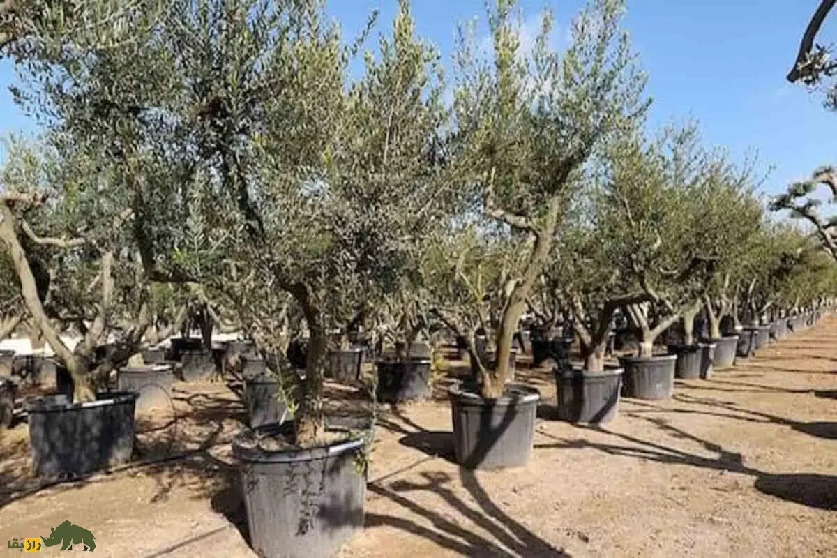 نهال زیتون کنسروالیا؛ با میوههای درشت و روغن بالا که ۵۰٪ محصول مصر را تشکیل میکند و باغ شما را به سوددهترین سرمایه سبز تبدیل میکند نهال زیتون کنسروالیا؛ با میوههای درشت و روغن بالا که ۵۰٪ محصول مصر را تشکیل میکند و باغ شما را به سوددهترین سرمایه سبز تبدیل میکند