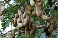 تمر هندی؛ درختی با ترش‌ترین میوه جهان که ۲۰ متر ارتفاع دارد و هرسال ۱۷۵ کیلو میوه می‌دهد و می‌شود آن را در گلدان هم کاشت!