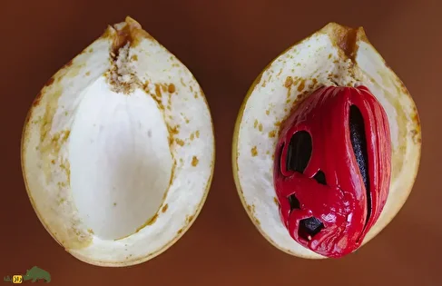 جوز هندی؛ میوه‌ای شبیه گردو که زمانی به خاطرش جنگ می‌شد و به اندازه طلا قیمت داشت و امروز پایه ثابت گران‌ترین عطر دنیاست