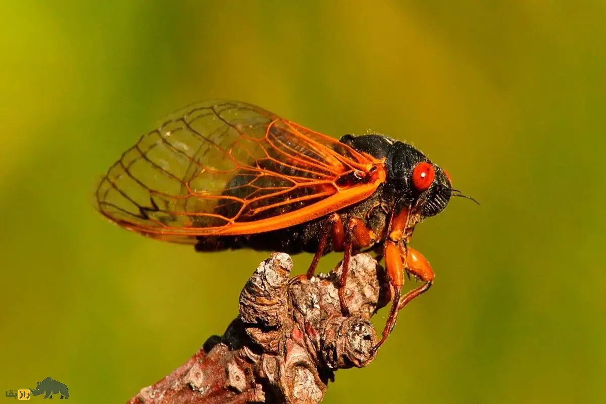 زنجره؛ حشرهای که سالها زیر زمین پنهان است، ۱۷ سال عمر میکند و بلندترین صدا را درمیان حشرات دارد