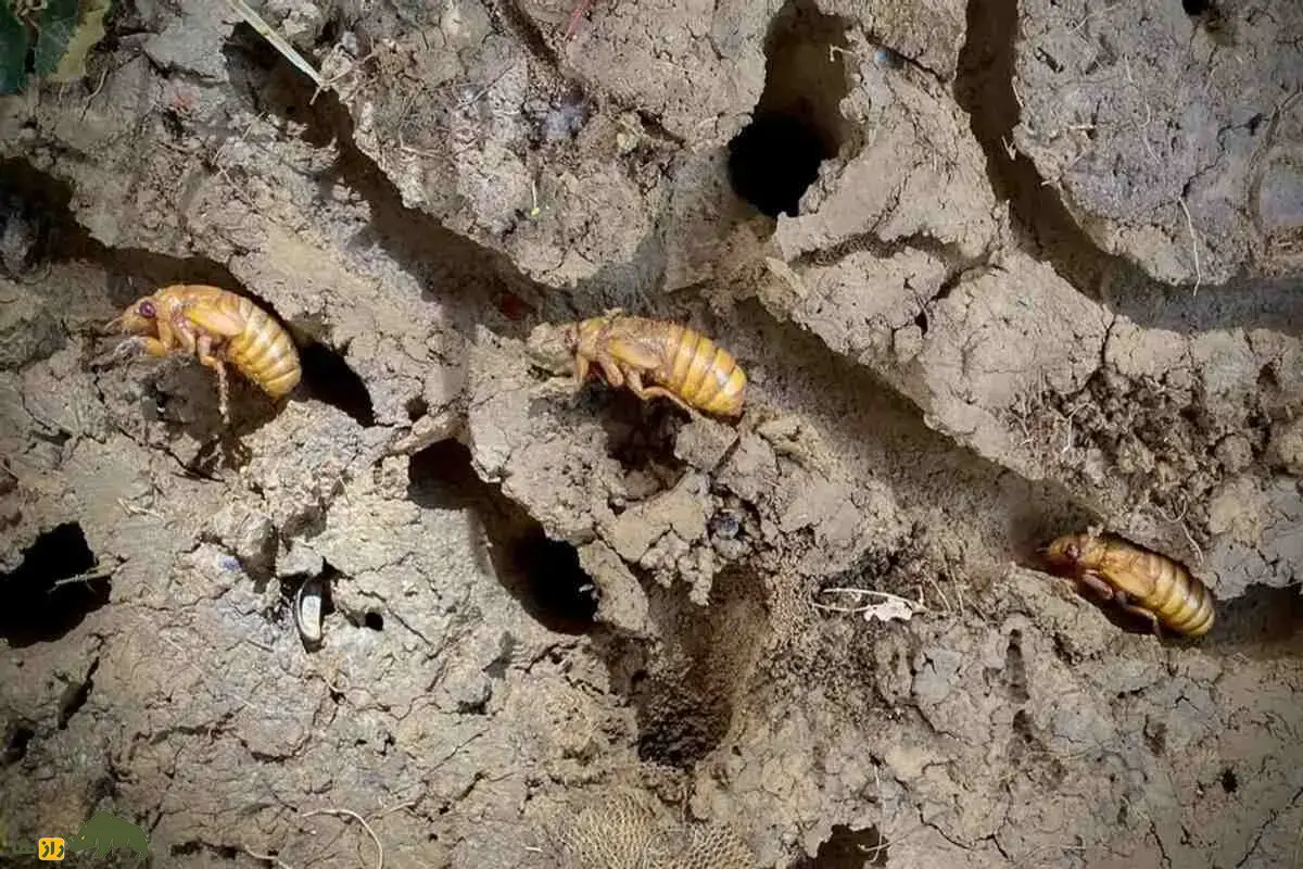 زنجره؛ حشرهای که سالها زیر زمین پنهان است و وقتی ظاهر میشود بلندترین صدا را درمیان حشرات دارد و ۱۷ سال عمر میکند زنجره؛ حشرهای که سالها زیر زمین پنهان است و وقتی ظاهر میشود بلندترین صدا را درمیان حشرات دارد و ۱۷ سال عمر میکند