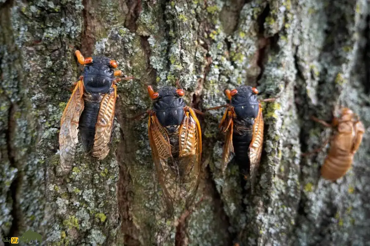 زنجره؛ حشرهای که سالها زیر زمین پنهان است و وقتی ظاهر میشود بلندترین صدا را درمیان حشرات دارد و ۱۷ سال عمر میکند زنجره؛ حشرهای که سالها زیر زمین پنهان است و وقتی ظاهر میشود بلندترین صدا را درمیان حشرات دارد و ۱۷ سال عمر میکند