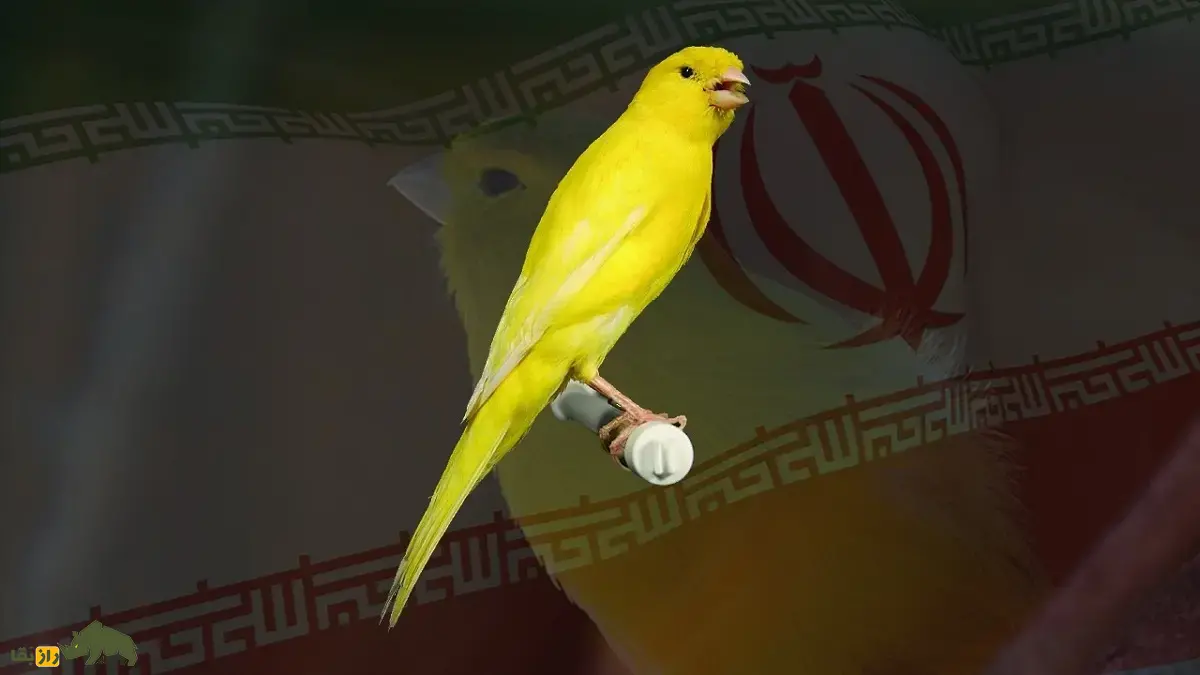 قناری موقوم دوزنگی؛ قناری ایرانی در حال انقراض که توسط حاج تقی حمیدی پرورش داده شد و صدایش شبیه دستگاه موسیقی ایرانی است قناری موقوم دوزنگی