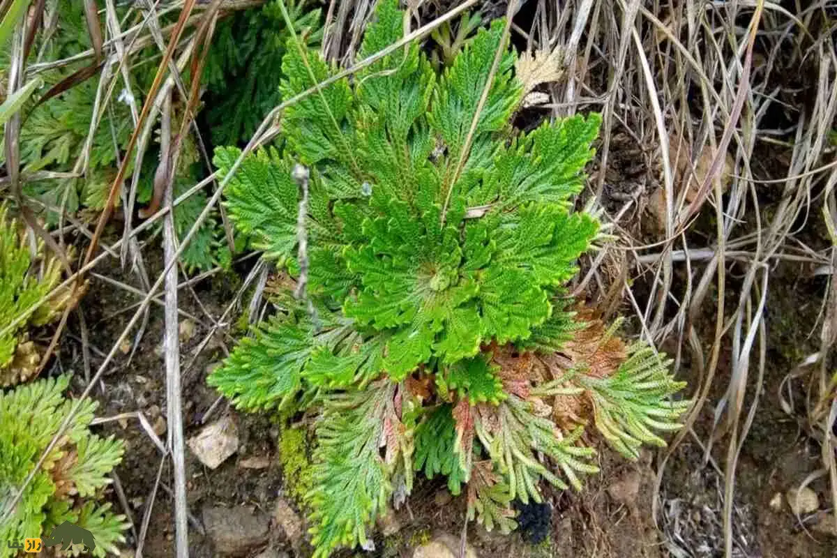 گیاه رستاخیز؛ معجزه بیابان‌ها که خشک می‌شود اما با باران دوباره زنده و سبز می‌شود