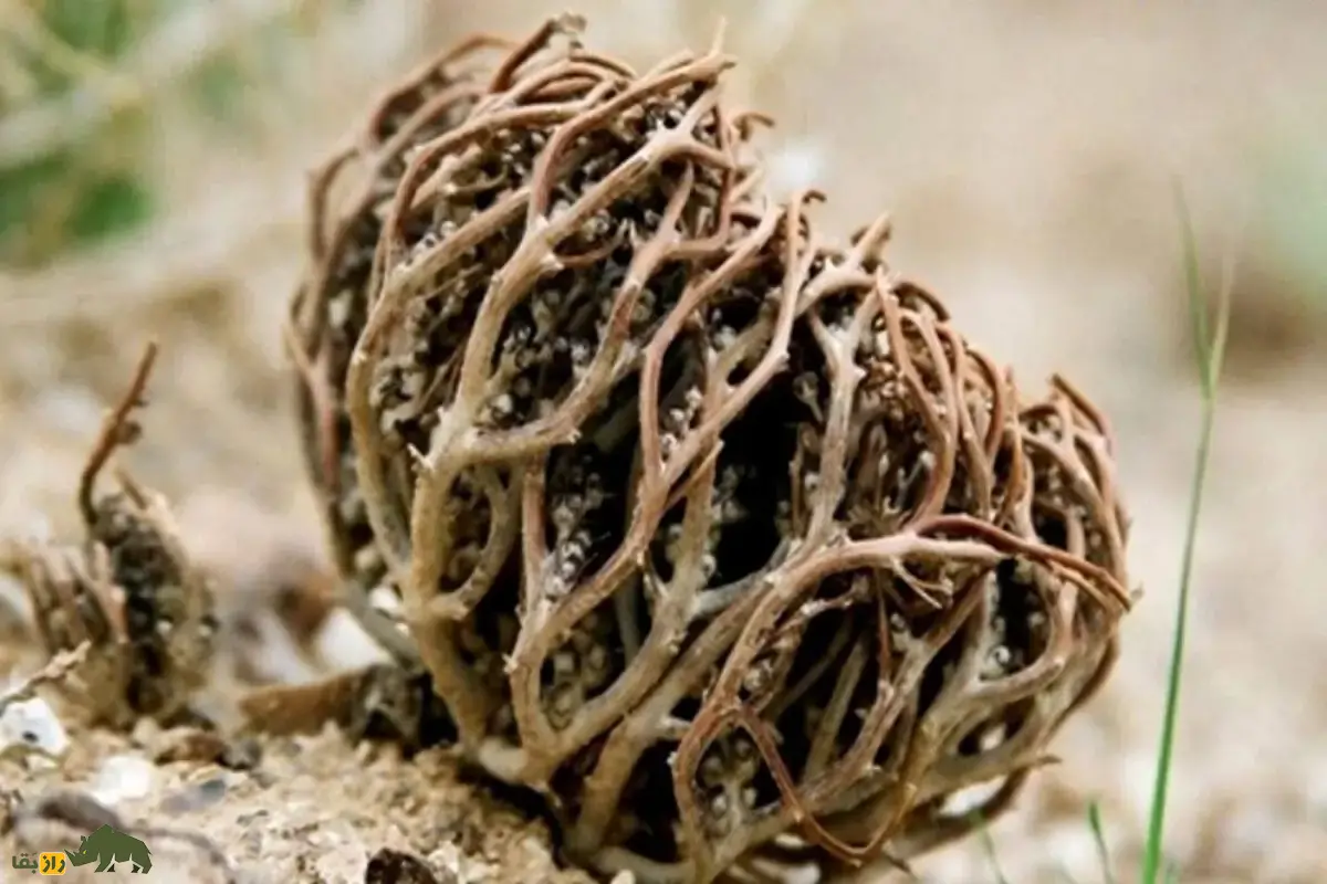 گیاه رستاخیز؛ معجزه بیابان‌ها که خشک می‌شود اما با باران دوباره زنده و سبز می‌شود