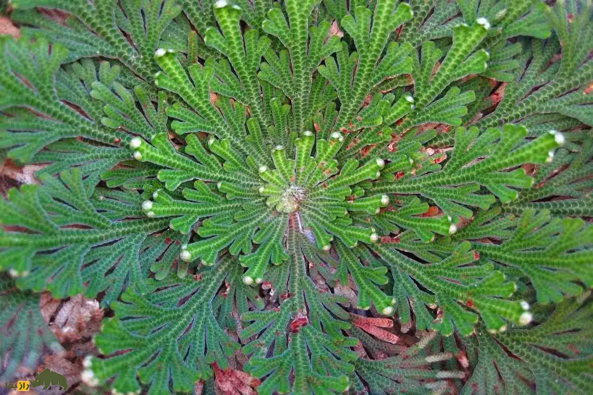 گیاه رستاخیز؛ معجزه بیابان‌ها که خشک می‌شود اما با باران دوباره زنده و سبز می‌شود