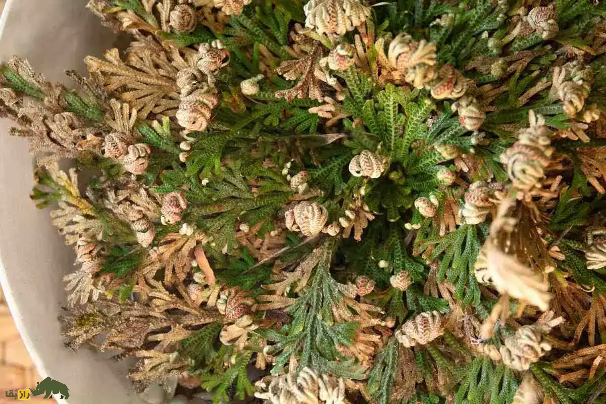 گیاه رستاخیز؛ معجزه بیابان‌ها که خشک می‌شود اما با باران دوباره زنده و سبز می‌شود