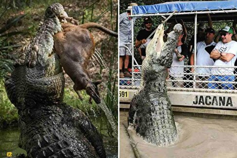 فیلمی از رویارویی وحشیانه تمساح آب‌شور با قایق در دل دریا؛ گاز مرگبار که به شکستن فَک تمساح ختم شد!