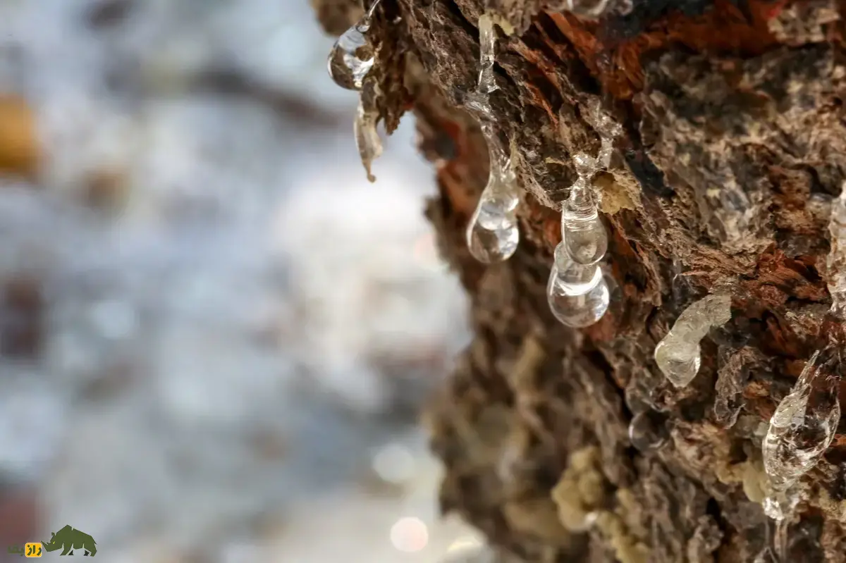 مصطکی؛ ماده معروف به «صمغ عربی» که اولین آدامس طبیعی تاریخ است و برای کشدار کردن بستنی و شیرینهای لوکس استفاده میشود مصطکی